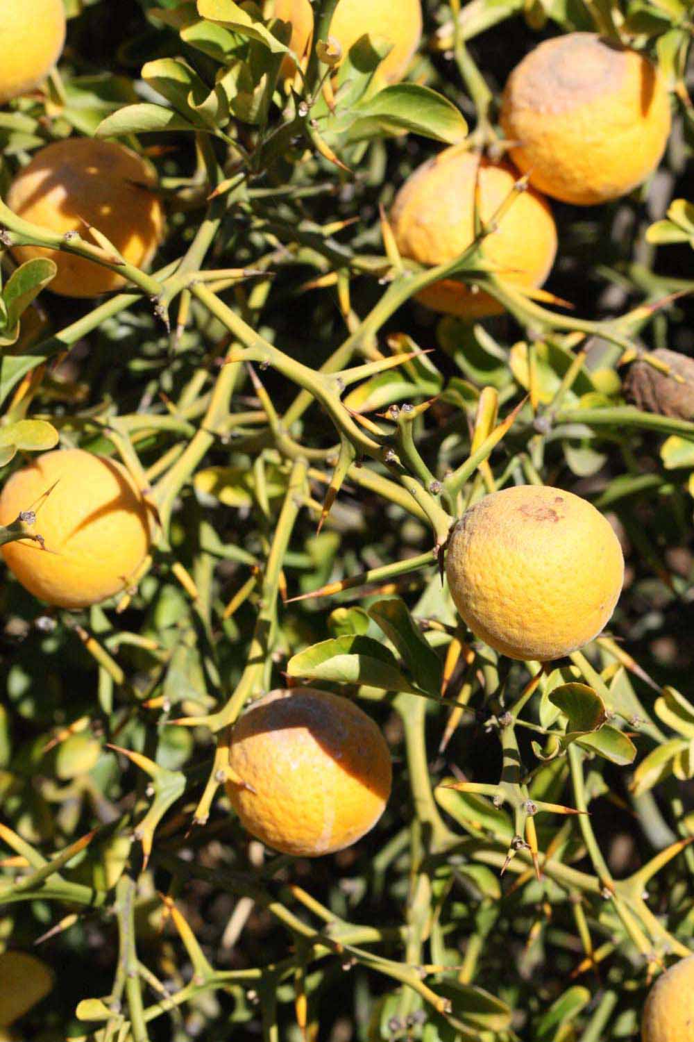            Fruit (Riverside, CA)   